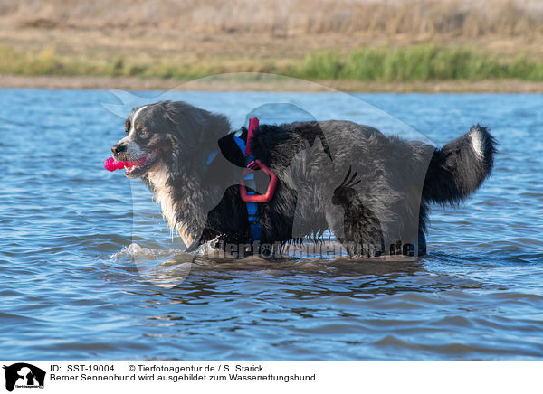 Berner Sennenhund wird ausgebildet zum Wasserrettungshund / SST-19004