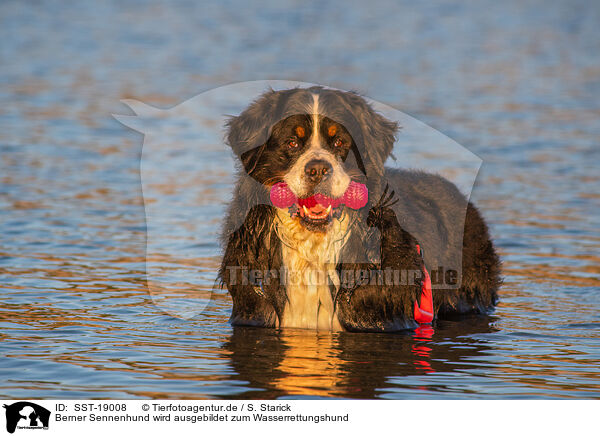 Berner Sennenhund wird ausgebildet zum Wasserrettungshund / Bernese Mountain Dog is trained as a water rescue dog / SST-19008