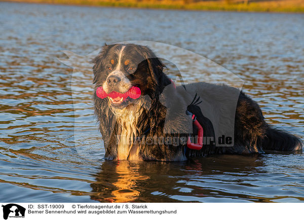 Berner Sennenhund wird ausgebildet zum Wasserrettungshund / SST-19009