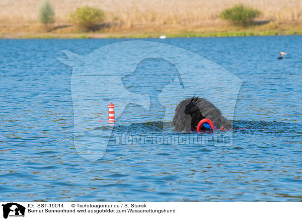 Berner Sennenhund wird ausgebildet zum Wasserrettungshund / SST-19014