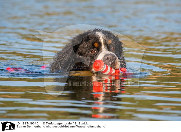 Berner Sennenhund wird ausgebildet zum Wasserrettungshund / Bernese Mountain Dog is trained as a water rescue dog / SST-19015