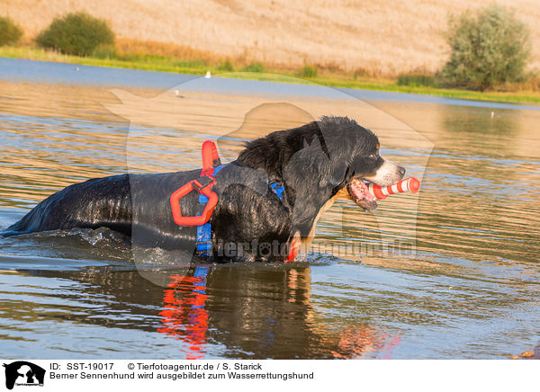 Berner Sennenhund wird ausgebildet zum Wasserrettungshund / SST-19017