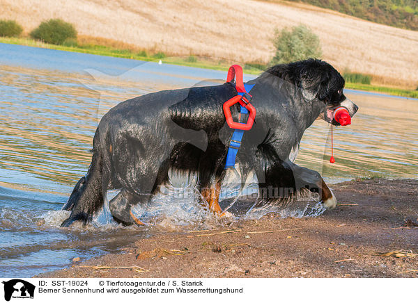 Berner Sennenhund wird ausgebildet zum Wasserrettungshund / SST-19024