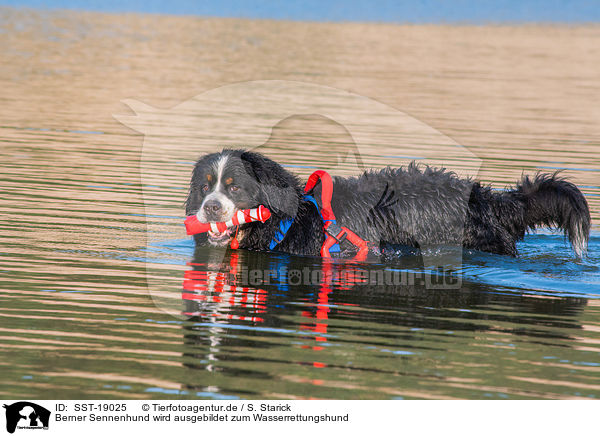 Berner Sennenhund wird ausgebildet zum Wasserrettungshund / SST-19025