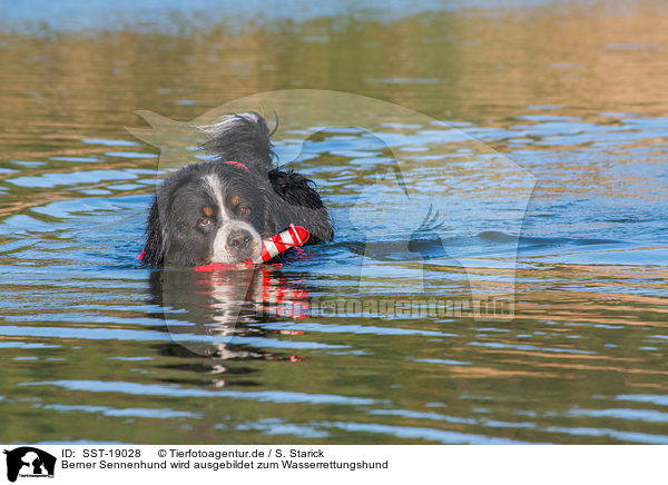 Berner Sennenhund wird ausgebildet zum Wasserrettungshund / Bernese Mountain Dog is trained as a water rescue dog / SST-19028