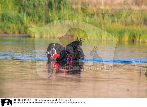 Berner Sennenhund wird ausgebildet zum Wasserrettungshund / SST-19033