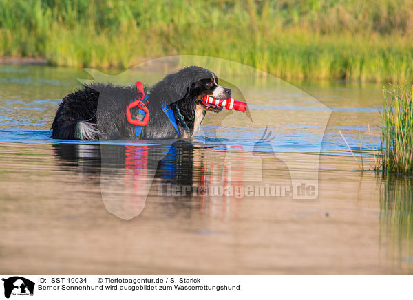 Berner Sennenhund wird ausgebildet zum Wasserrettungshund / SST-19034