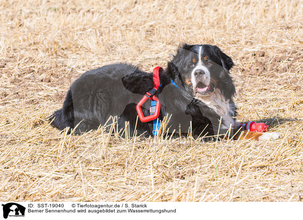 Berner Sennenhund wird ausgebildet zum Wasserrettungshund / SST-19040
