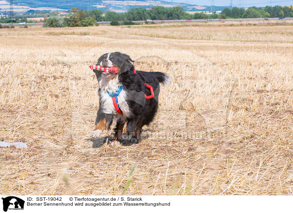 Berner Sennenhund wird ausgebildet zum Wasserrettungshund / SST-19042