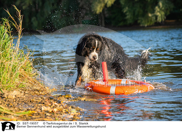 Berner Sennenhund wird ausgebildet zum Wasserrettungshund / SST-19057
