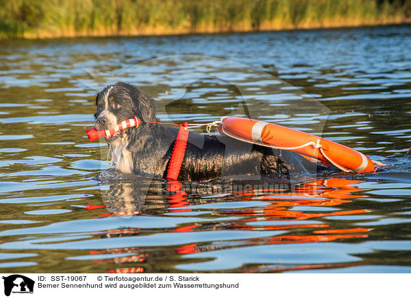 Berner Sennenhund wird ausgebildet zum Wasserrettungshund / Bernese Mountain Dog is trained as a water rescue dog / SST-19067