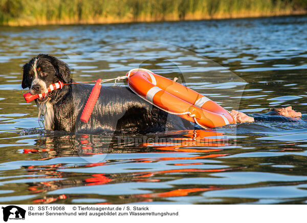 Berner Sennenhund wird ausgebildet zum Wasserrettungshund / SST-19068