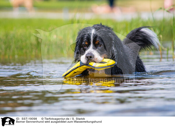 Berner Sennenhund wird ausgebildet zum Wasserrettungshund / SST-19098