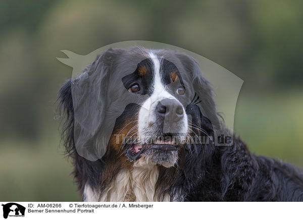 Berner Sennenhund Portrait / Bernese Mountain Dog Portrait / AM-06266