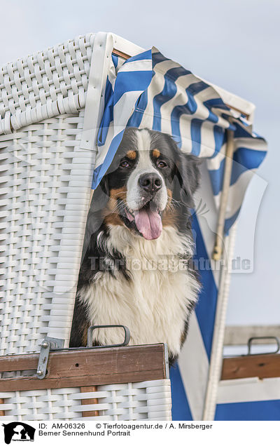 Berner Sennenhund Portrait / Bernese Mountain Dog Portrait / AM-06326