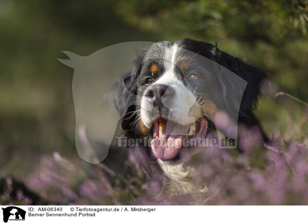 Berner Sennenhund Portrait / Bernese Mountain Dog Portrait / AM-06340