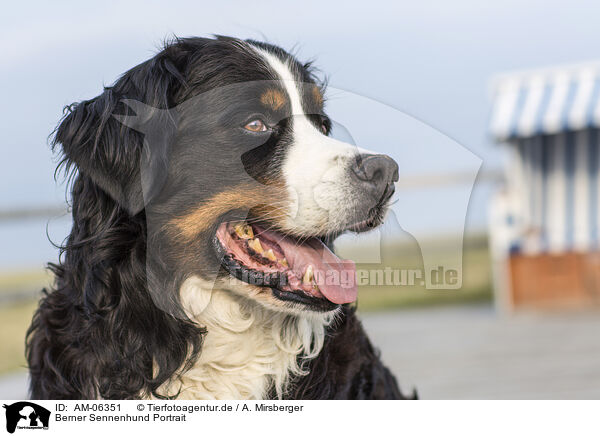 Berner Sennenhund Portrait / Bernese Mountain Dog Portrait / AM-06351