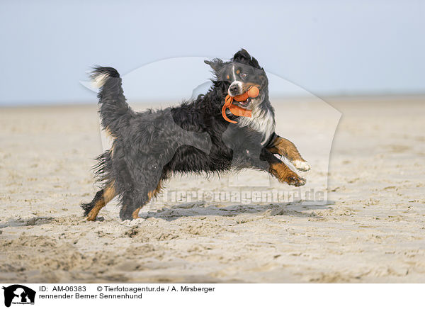 rennender Berner Sennenhund / running Bernese Mountain Dog / AM-06383