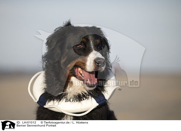 Berner Sennenhund Portrait / Bernese Mountain Dog Portrait / LH-01012