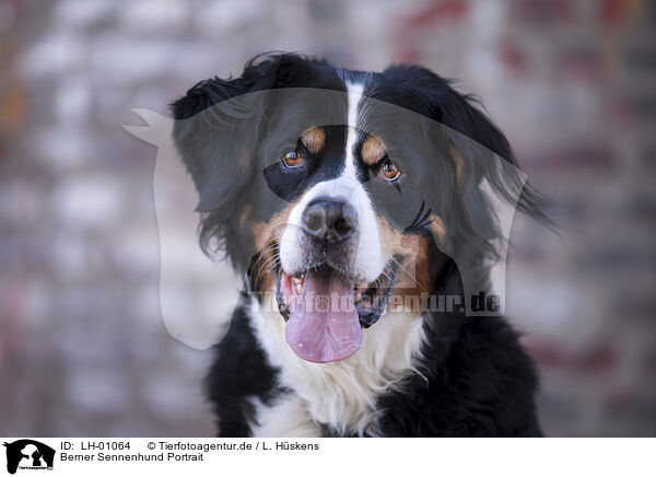 Berner Sennenhund Portrait / Bernese Mountain Dog Portrait / LH-01064