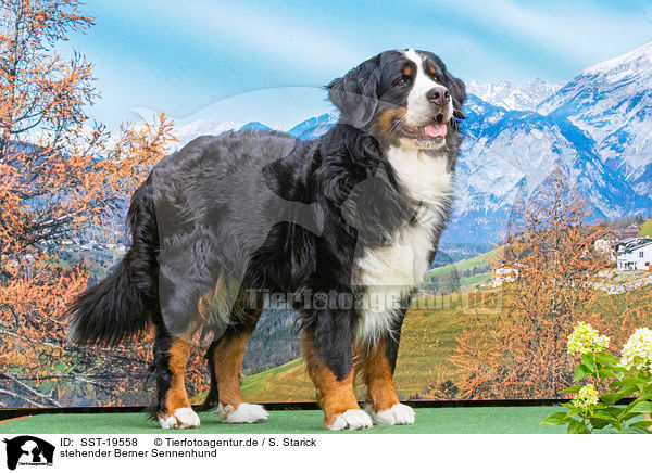 stehender Berner Sennenhund / standing Bernese Mountain Dog / SST-19558