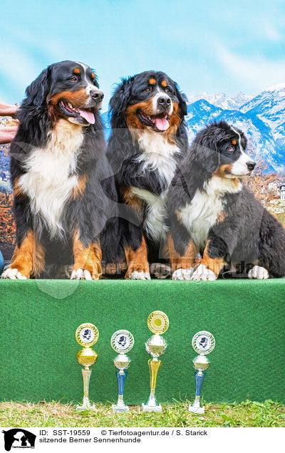 sitzende Berner Sennenhunde / sitting Bernese Mountain Dogs / SST-19559