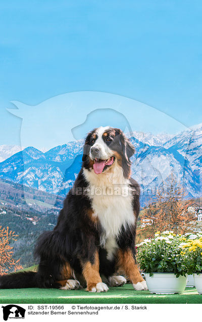 sitzender Berner Sennenhund / sitting Bernese Mountain Dog / SST-19566
