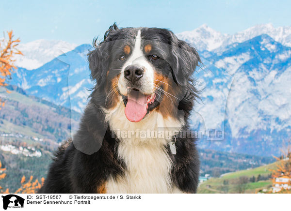 Berner Sennenhund Portrait / Bernese Mountain Dog portrait / SST-19567