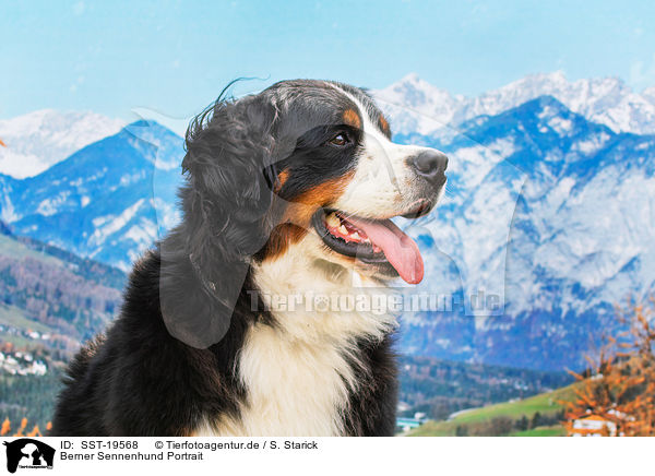 Berner Sennenhund Portrait / Bernese Mountain Dog portrait / SST-19568