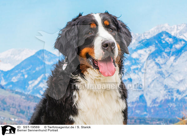 Berner Sennenhund Portrait / Bernese Mountain Dog portrait / SST-19569