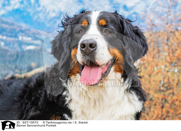 Berner Sennenhund Portrait / Bernese Mountain Dog portrait / SST-19570