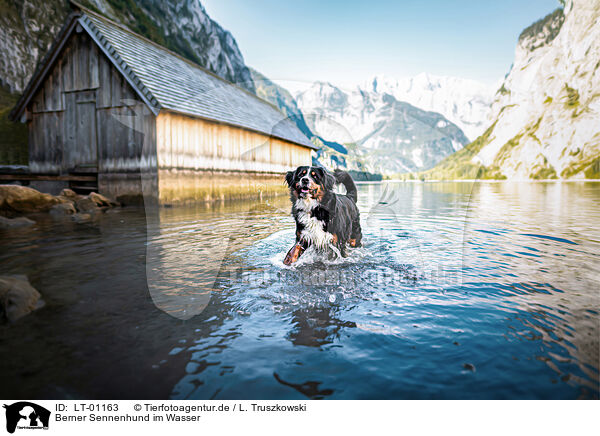 Berner Sennenhund im Wasser / Bernese Mountain Dog at the water / LT-01163