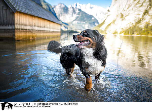 Berner Sennenhund im Wasser / Bernese Mountain Dog at the water / LT-01164
