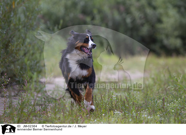rennender Berner Sennenhund / running Bernese Mountain Dog / JM-02364
