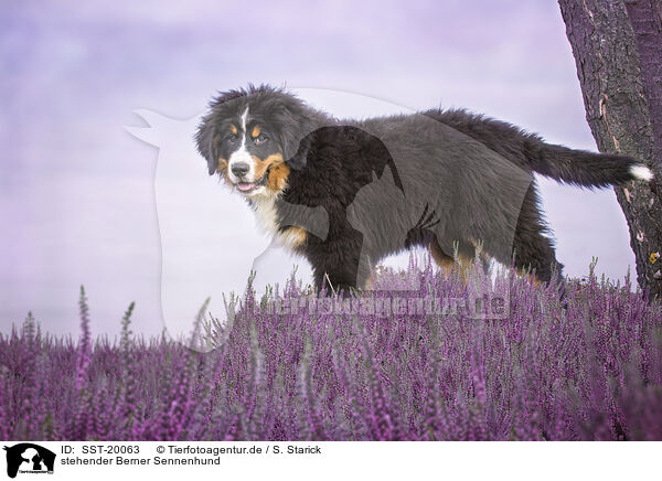 stehender Berner Sennenhund / standing Bernese Mountain Dog / SST-20063