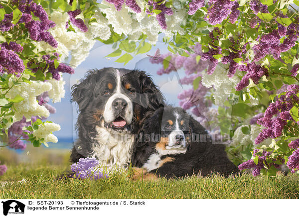 liegende Berner Sennenhunde / lying Bernese Mountain Dogs / SST-20193