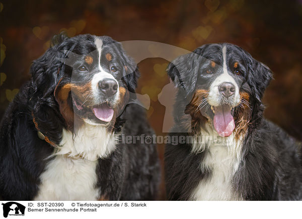 Berner Sennenhunde Portrait / Bernese Mountain Dogs portrait / SST-20390