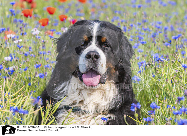 Berner Sennenhund Portrait / Bernese Mountain Dog portrait / SST-20451