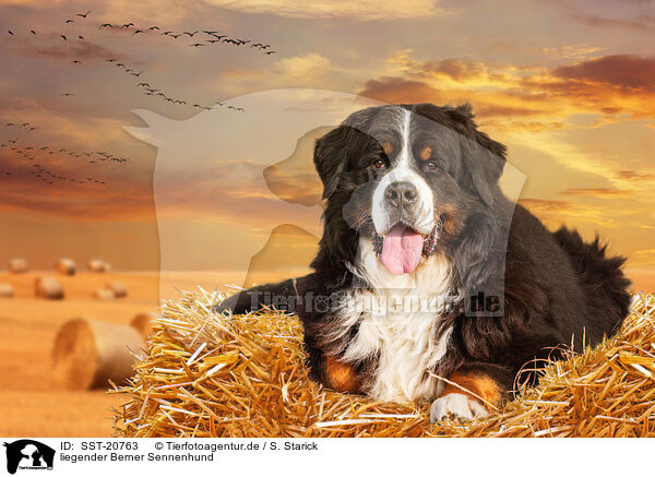 liegender Berner Sennenhund / lying Bernese Mountain Dog / SST-20763