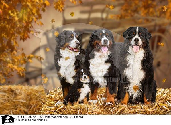 4 Berner Sennenhunde / 4 Bernese Mountain Dogs / SST-20765