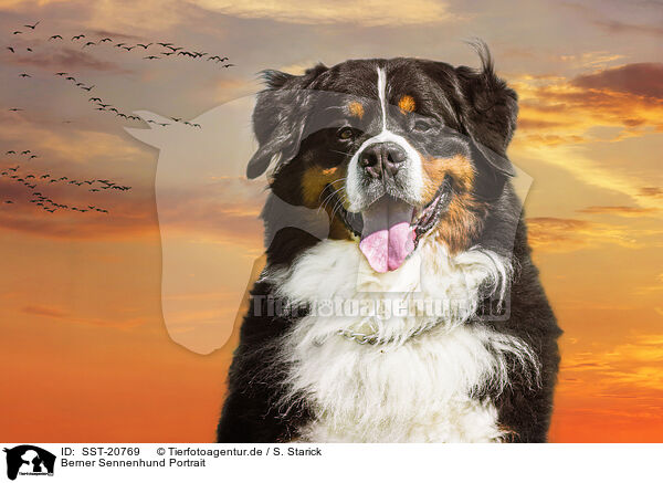 Berner Sennenhund Portrait / Bernese Mountain Dog Portrait / SST-20769