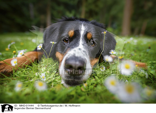 liegender Berner Sennenhund / lying Bernese Mountain Dog / MHO-01444