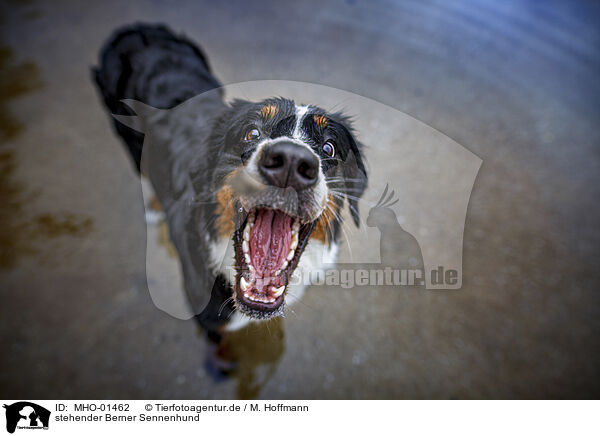 stehender Berner Sennenhund / standing Bernese Mountain Dog / MHO-01462