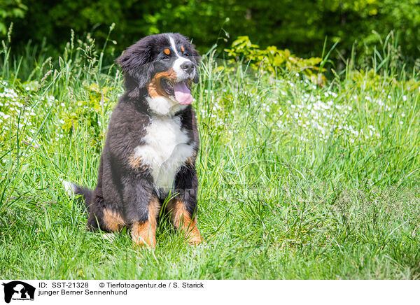 junger Berner Sennenhund / young Bernese Mountain Dog / SST-21328