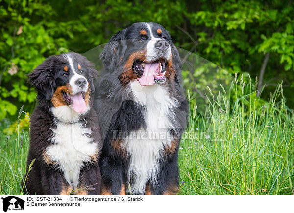 2 Berner Sennenhunde / 2 Bernese Mountain Dogs / SST-21334