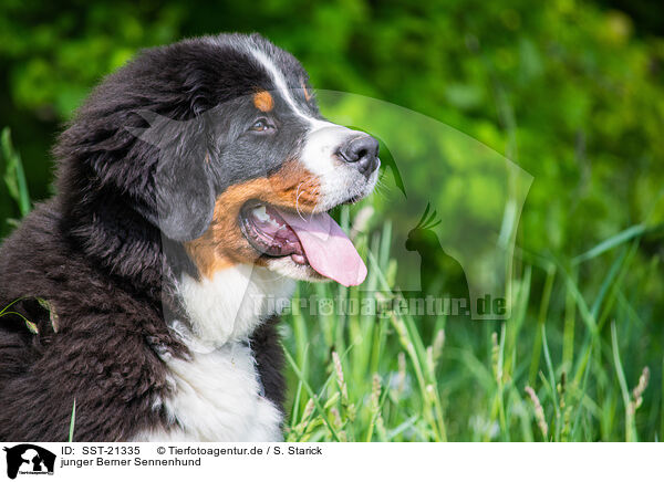 junger Berner Sennenhund / young Bernese Mountain Dog / SST-21335