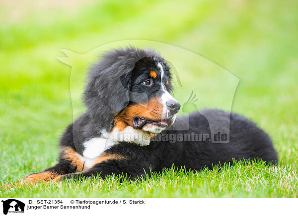 junger Berner Sennenhund / young Bernese Mountain Dog / SST-21354