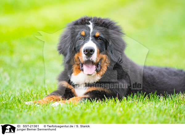 junger Berner Sennenhund / young Bernese Mountain Dog / SST-21361