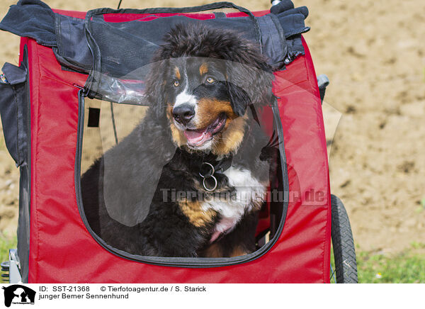 junger Berner Sennenhund / young Bernese Mountain Dog / SST-21368