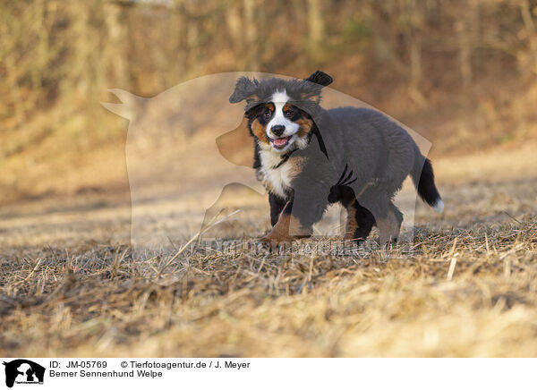 Berner Sennenhund Welpe / Bernese Mountain Dog Puppy / JM-05769